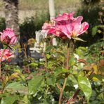 Ruža mnohokvetá (Rosa floribunda) 'ABRACADABRA'® Kordes - výška 15-25 cm, kont. C5L